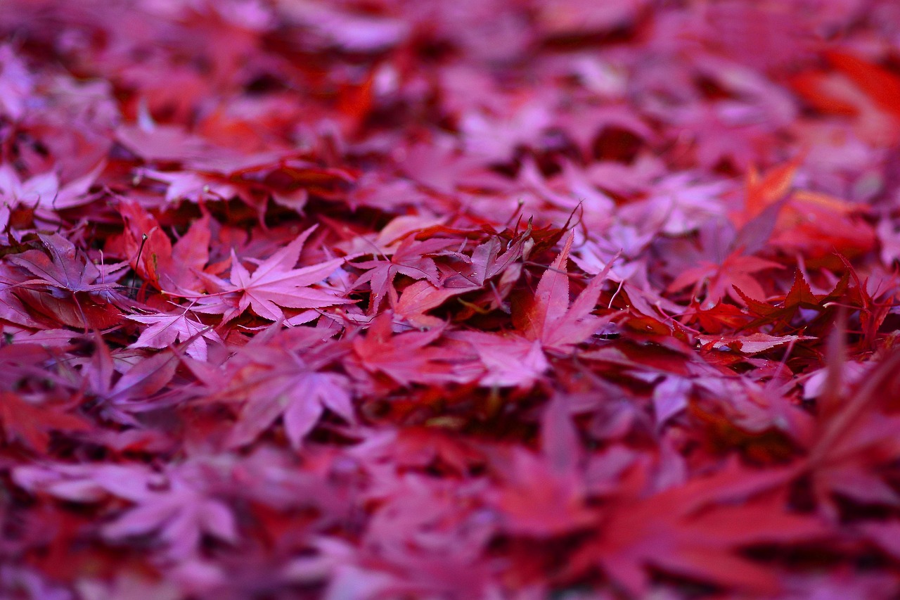 maple, nature, ahorn, red maple, ahornblatt, leaf, makro, leaves, autumn, herbst